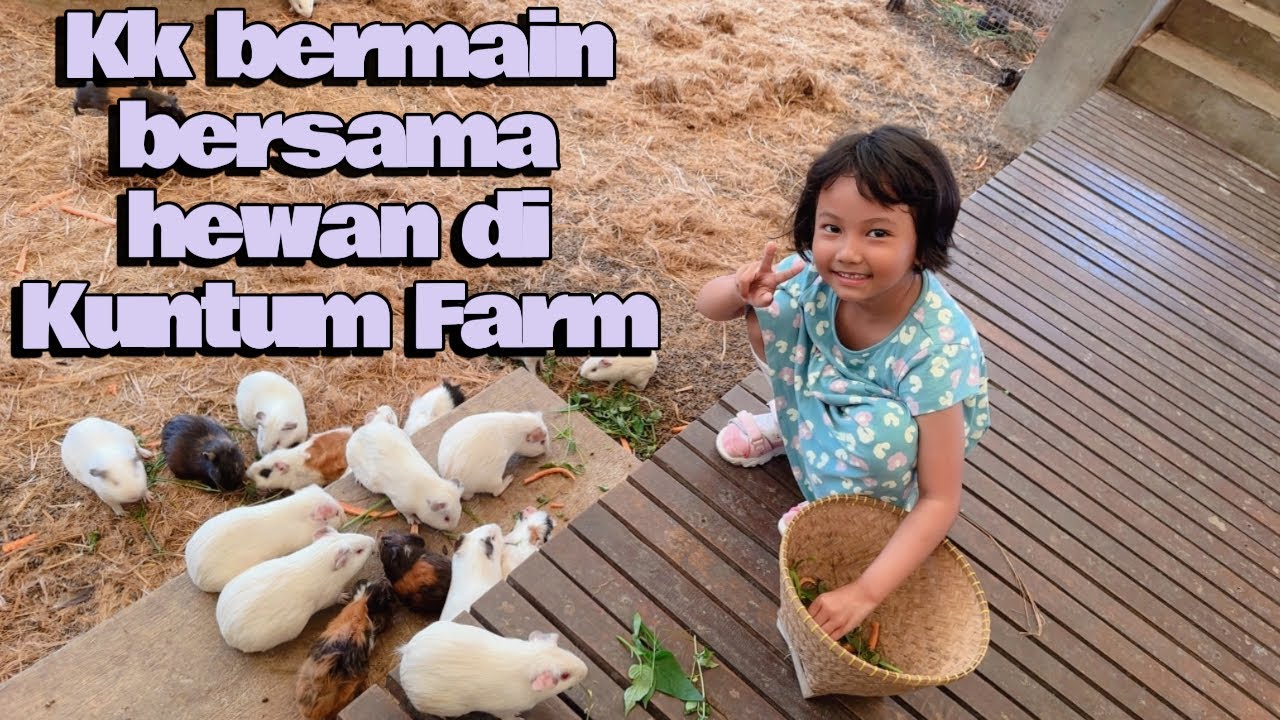 Kk Bermain dengan hewan di Kuntum Farm #kuntumfarmfield #subscribers #kidinfluencer #youtuberkids 