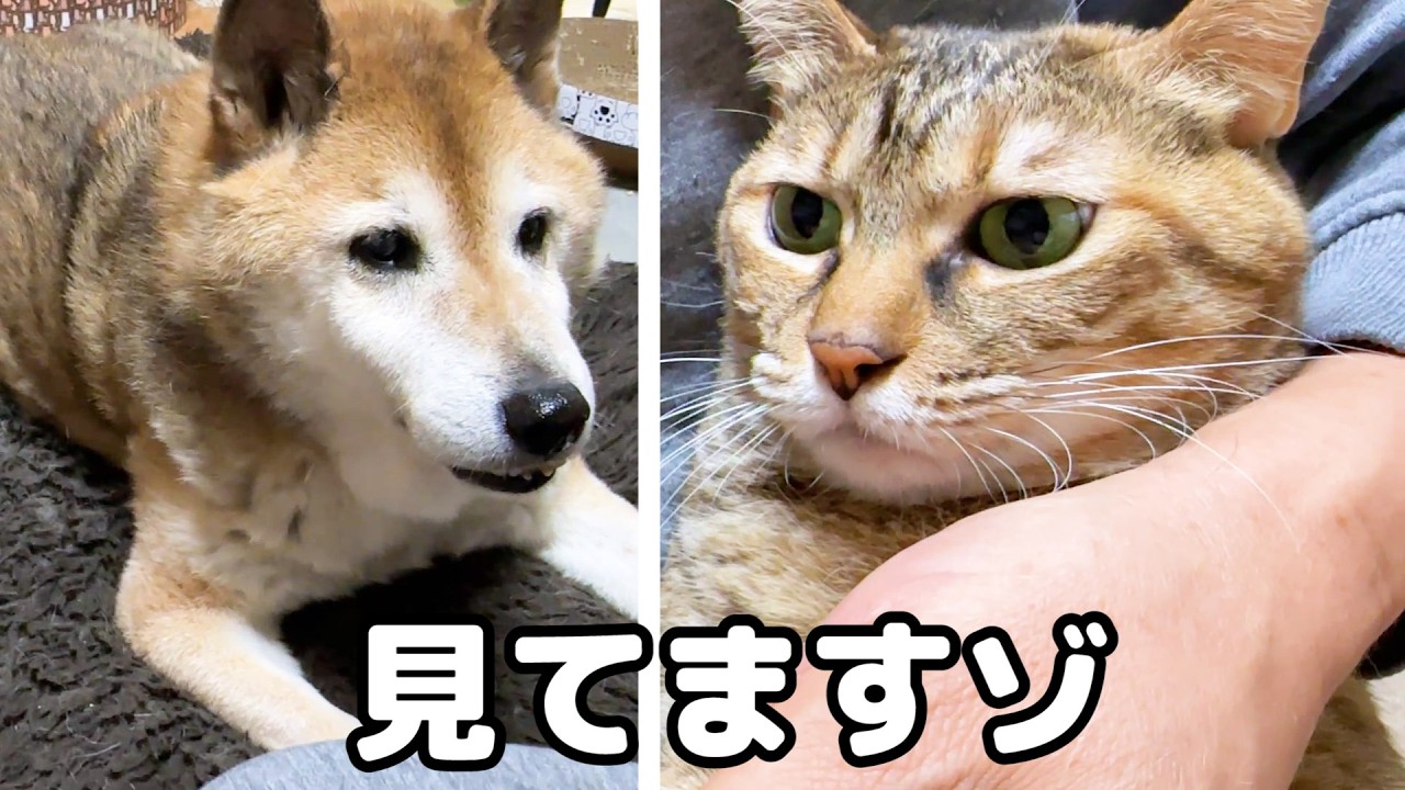 猫たちの爪切りが始まると人間の親のように心配する柴犬パパ