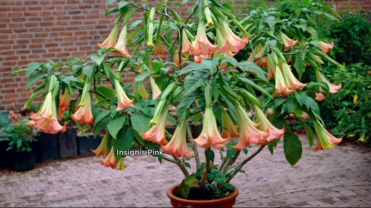 Roberta's 2-pc. Large Bloom Angel Trumpet Patio Tree on QVC