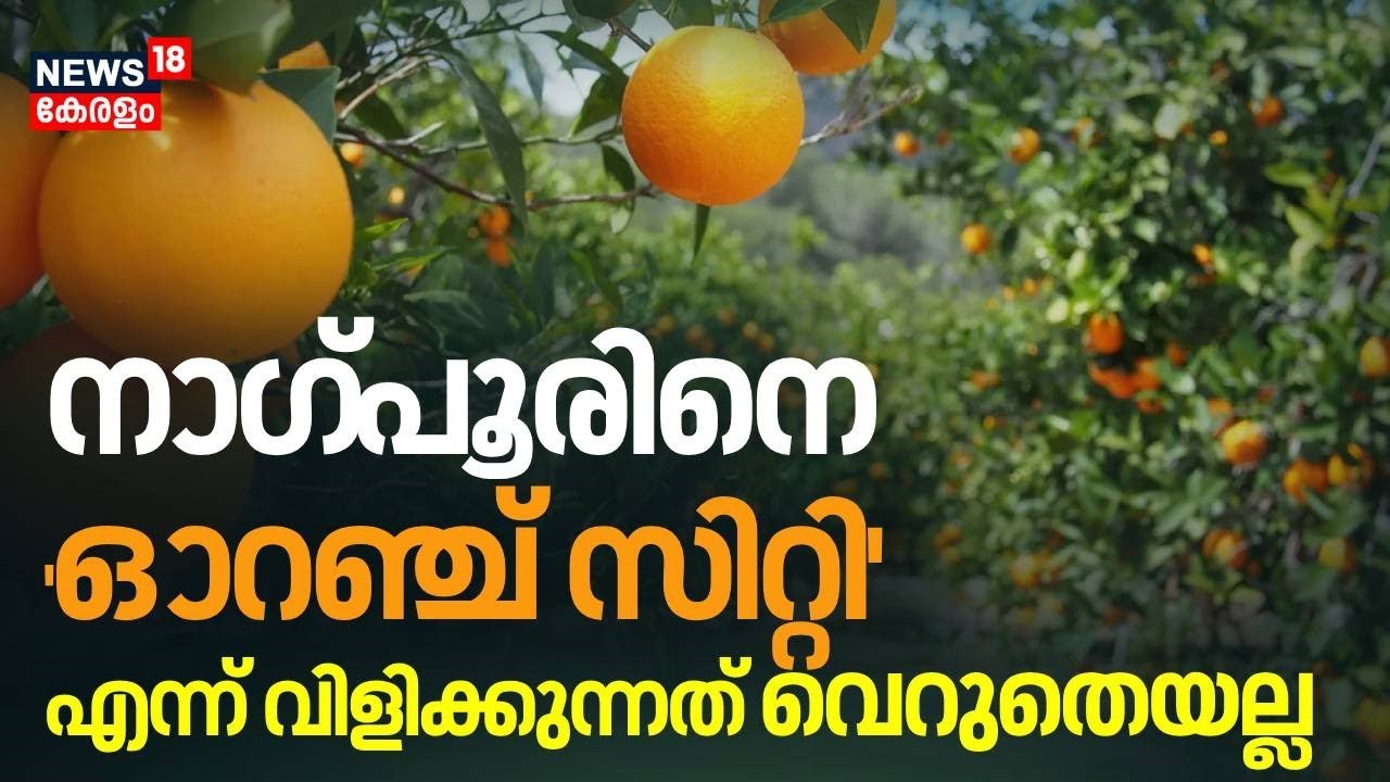 നാഗ്പൂരിനെ 'ഓറഞ്ച് സിറ്റി' എന്ന് വിളിക്കുന്നത് വെറുതെയല്ല | Orange Framing | Nagpur Farming