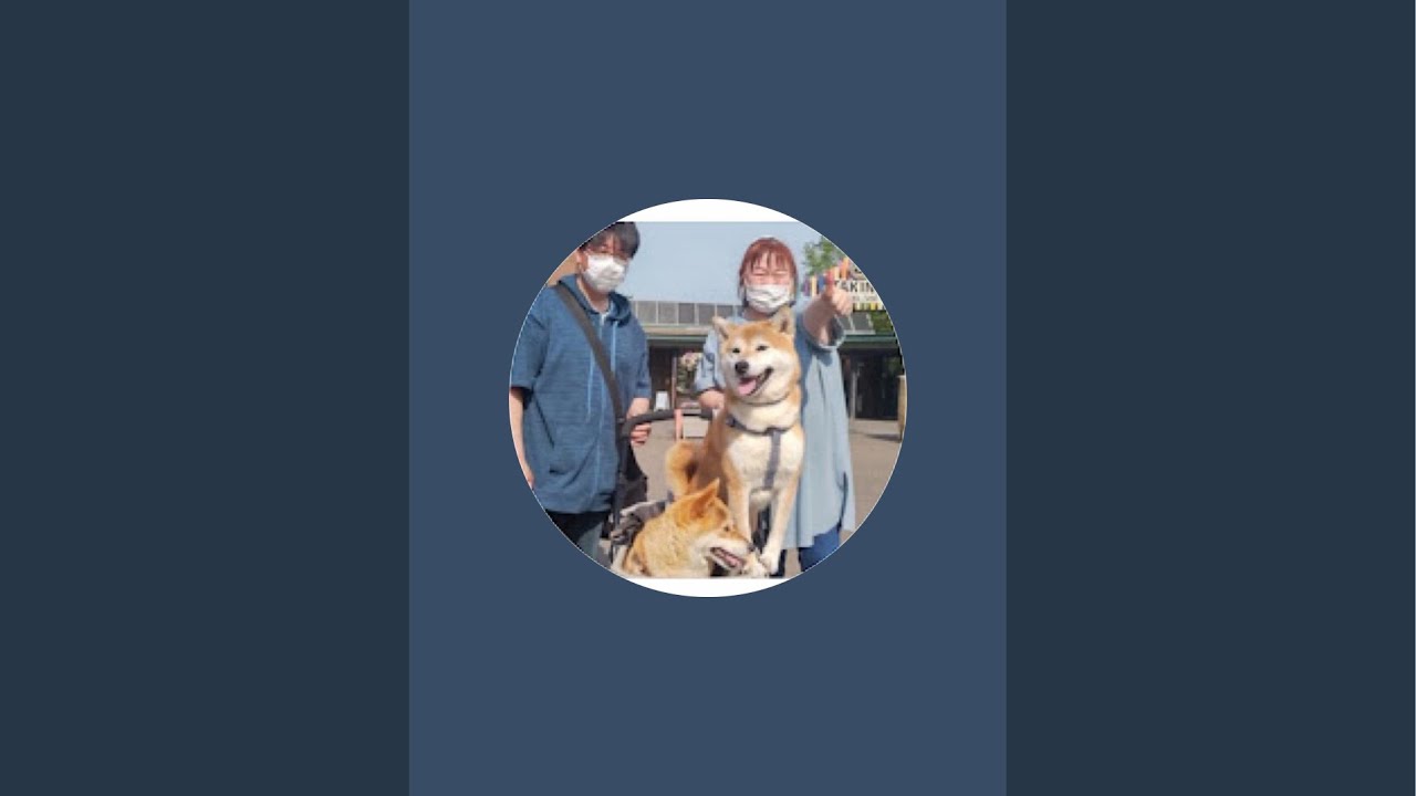 【子なし主婦と柴犬】夜のルーティン　皆んなで色んなお話ししましょう　雑談生配信ライブ中