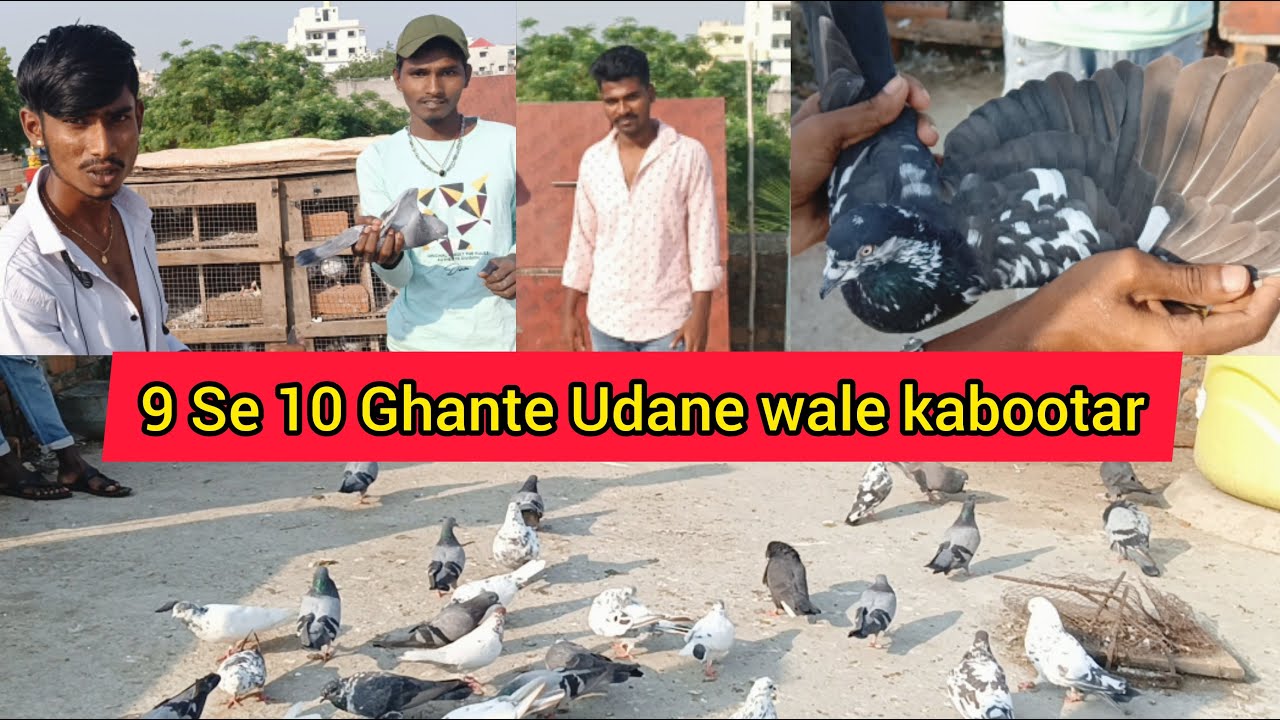 9 Se 10 Ghante Udane Wale kabootar kaa Shouk //Highflyer Pigeons