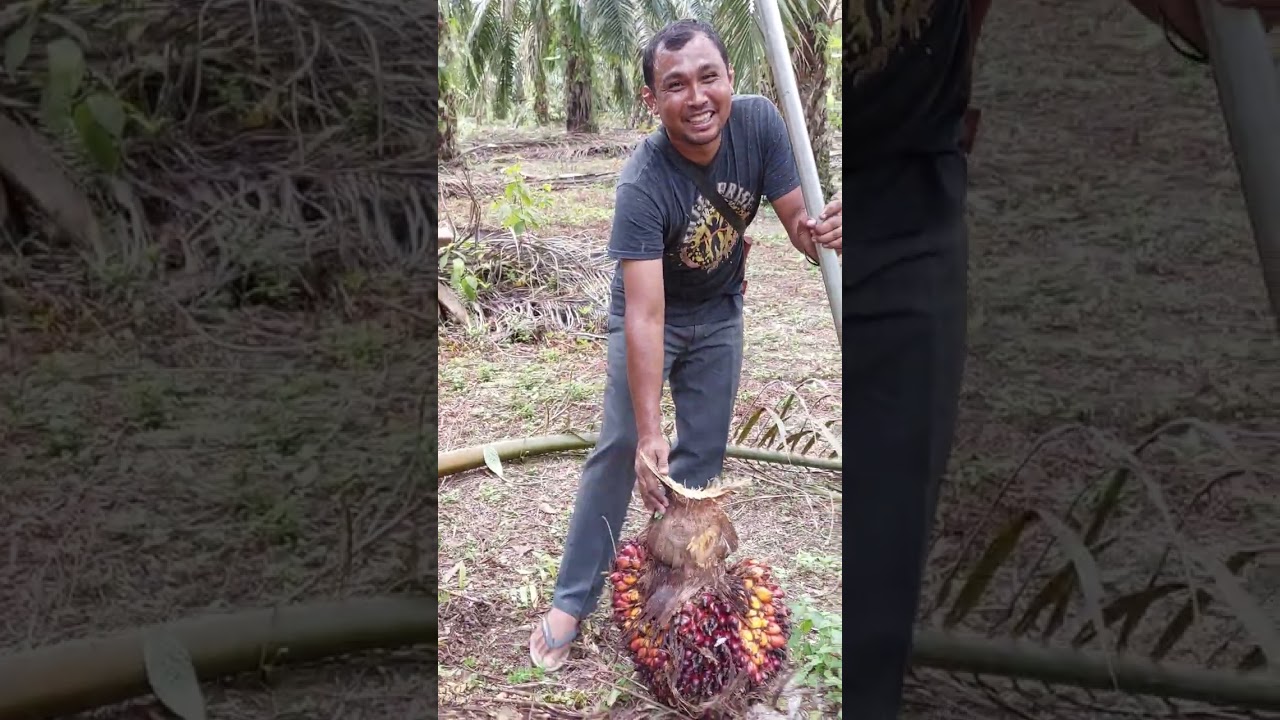 Panen Sawit Pakai Taji