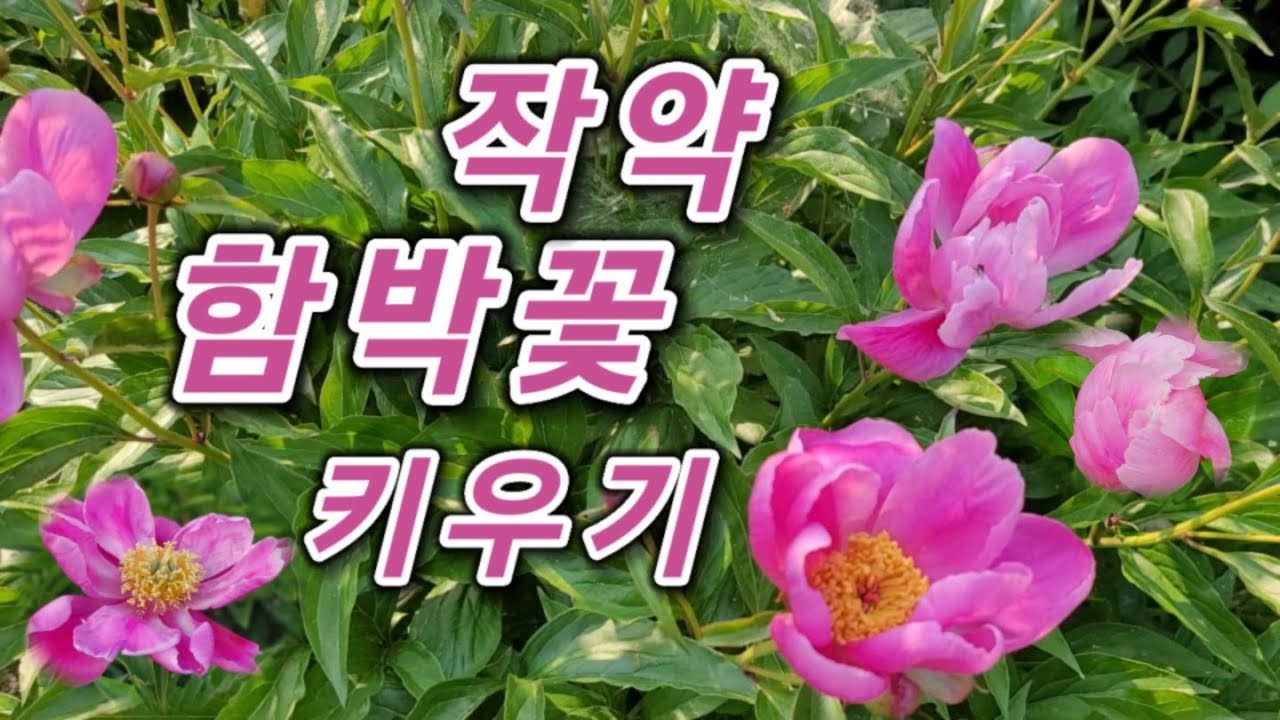 작약. 함박꽃. 작약 키우기. 자라는 과정.   #괴산농부유튜브공부방 #작약 #함박꽃