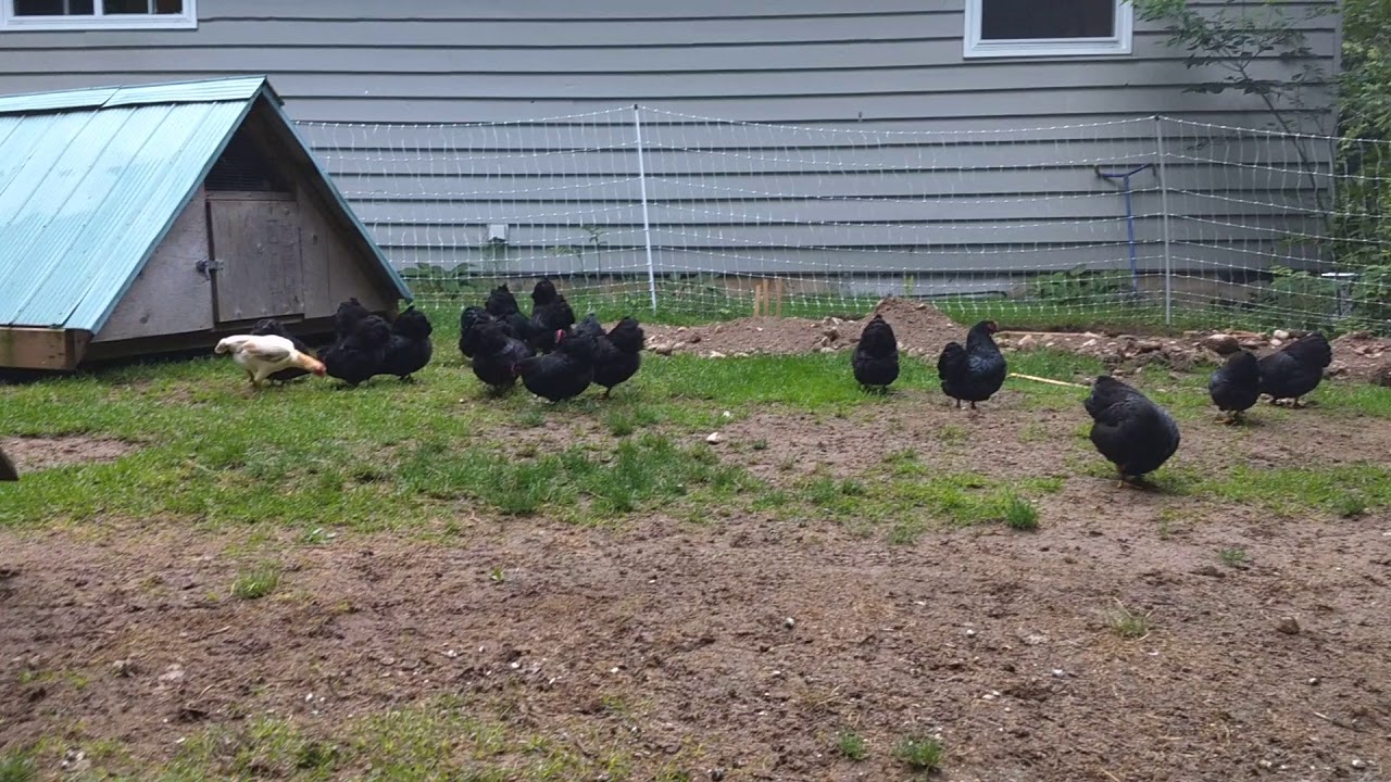 2018 Black Wyandotte Bantam Pullets