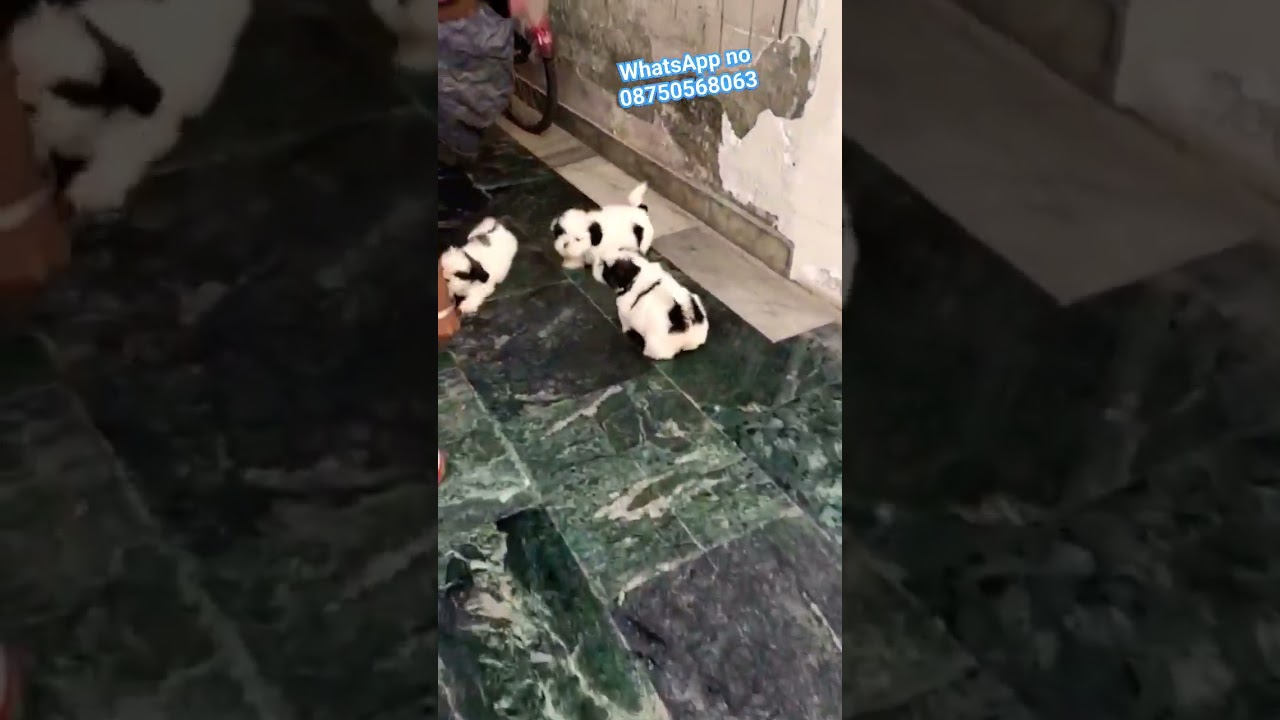 shihtzu puppies 👍 dog market 