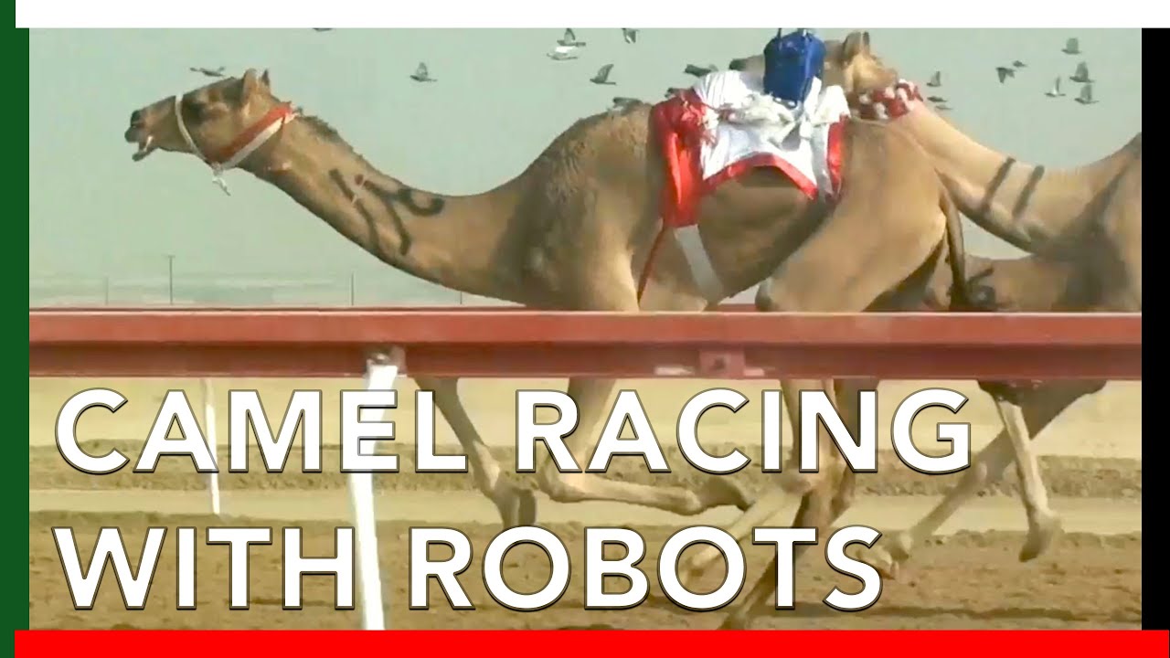Camel Racing with ROBOT JOCKEYS in Abu Dhabi, UAE