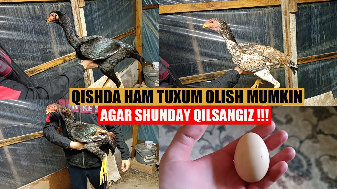 QISHDA TOVUQLAR TUXUM TUG'ADI, FAQAT SHUNDAY QILSANGIZ! /Chickens lay eggs in winter,if you do this!