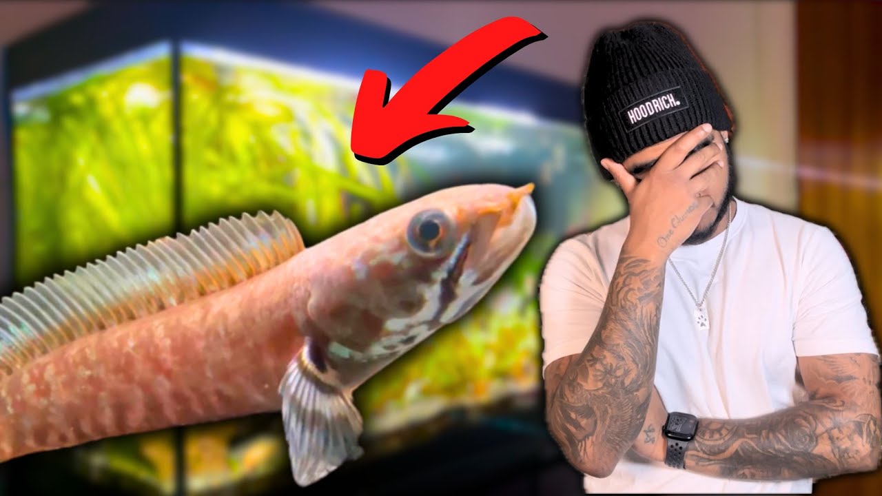 Что случилось с моим Чанна Андрао Снейкхед?