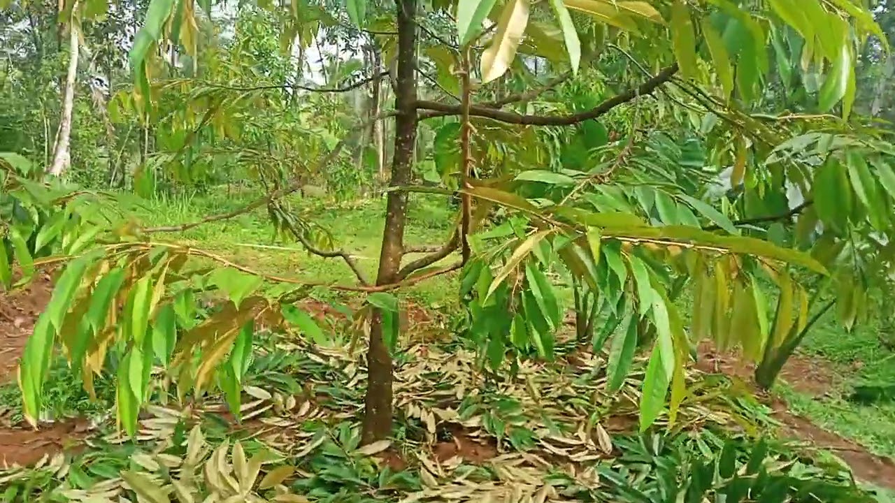 Hasil pruning jadinya mantap