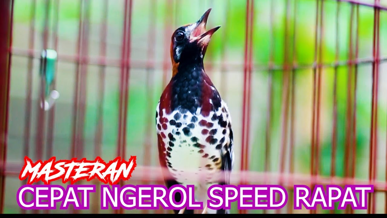 MASTERAN ANIS KEMBANG NGEROL SPEED RAPAT, DENGARKAN SESAAT AK LAIN PASTI IKUT BUNYI GACOR