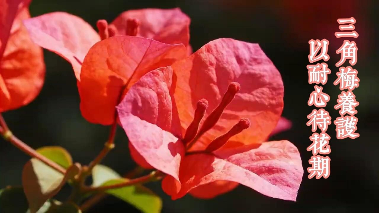 三角梅造型 & 扦插，是養花人最珍貴的日常樂趣