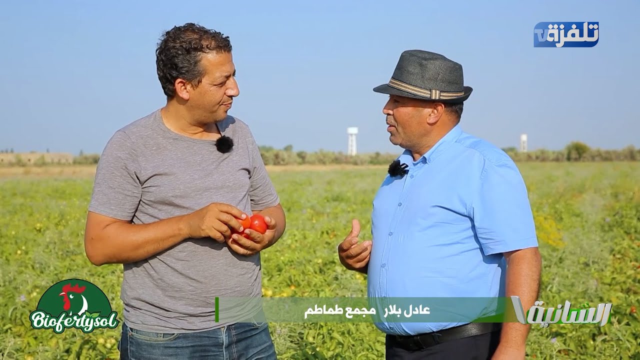 biofertysol تجربة ناجحة في أرض مزروعة طماطم في السبيخة..