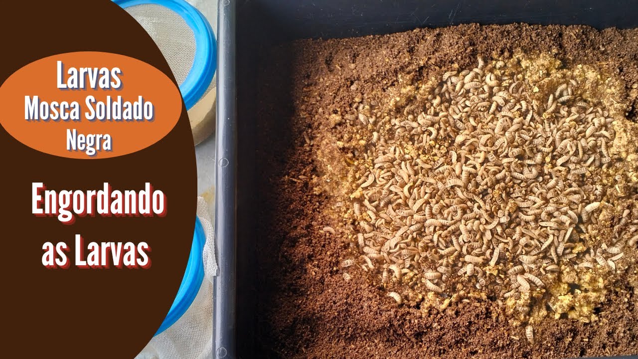 Mosca Soldado Negra – Como Engordar as Larvas [Novo Ciclo]