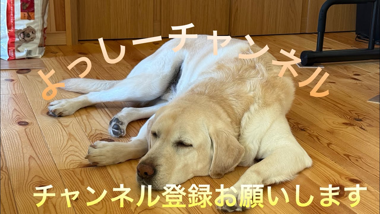ご飯を待つコータロー
