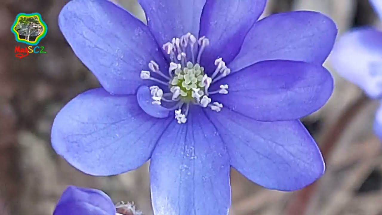 Anemony gatunek Hepatica nobilis. Bylina mała magia natury. Dotrzymanie słowa  ;-)