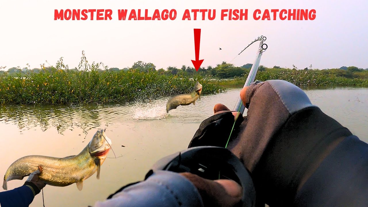 धमाका फिशिंग वीडियो 😍 | Snakehead & Wallago Attu Fish Topwater Attacks ,Amazing Maral Fishing attack