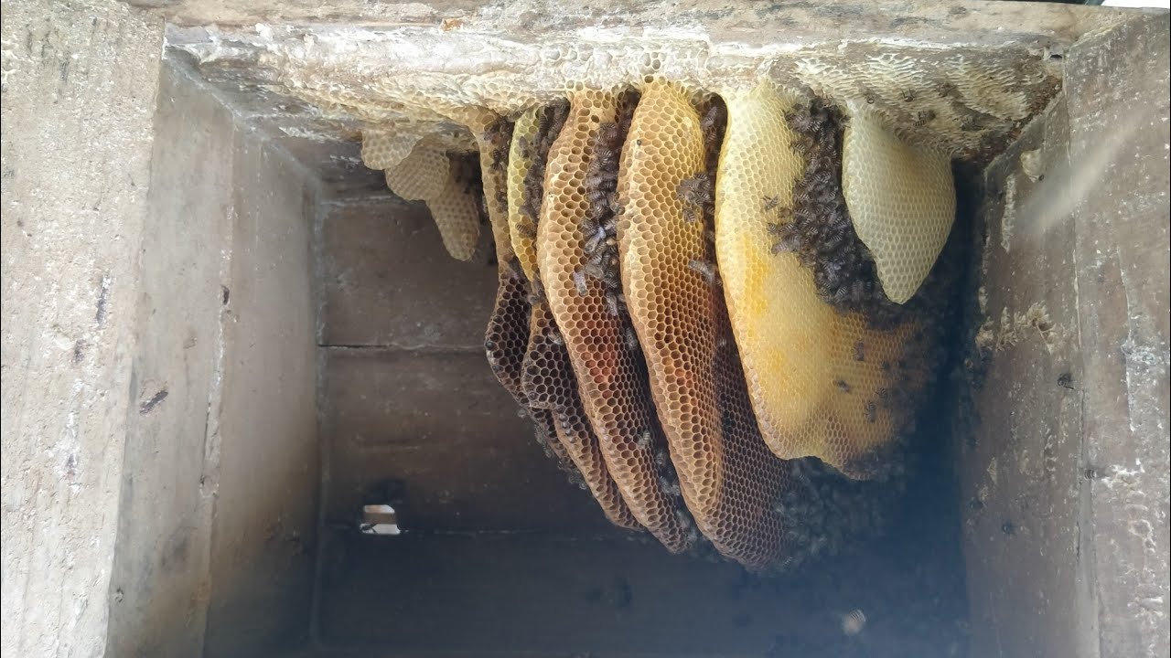 Swarming in winter 🤔#mountainlife #beekeeping