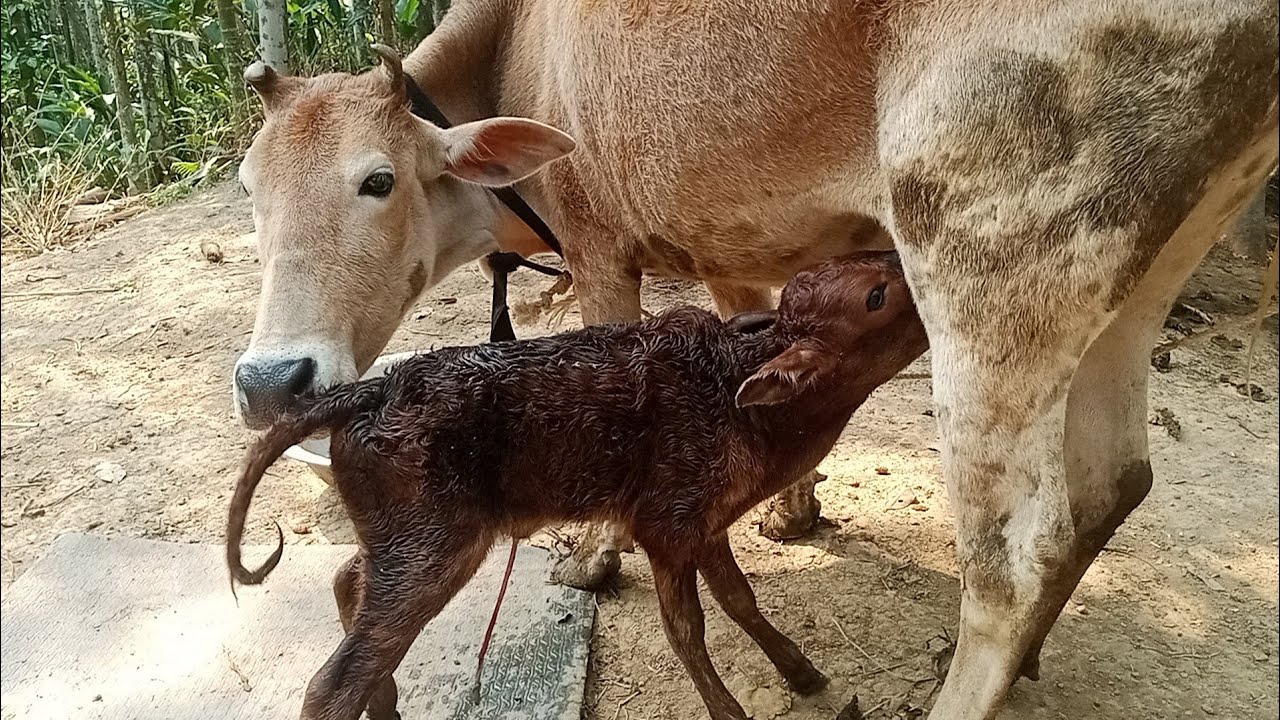 আমার গরুর খামারে নতুন অতিথি  || বাছুর জন্ম হ‌ওয়ার পর কি করতে হবে