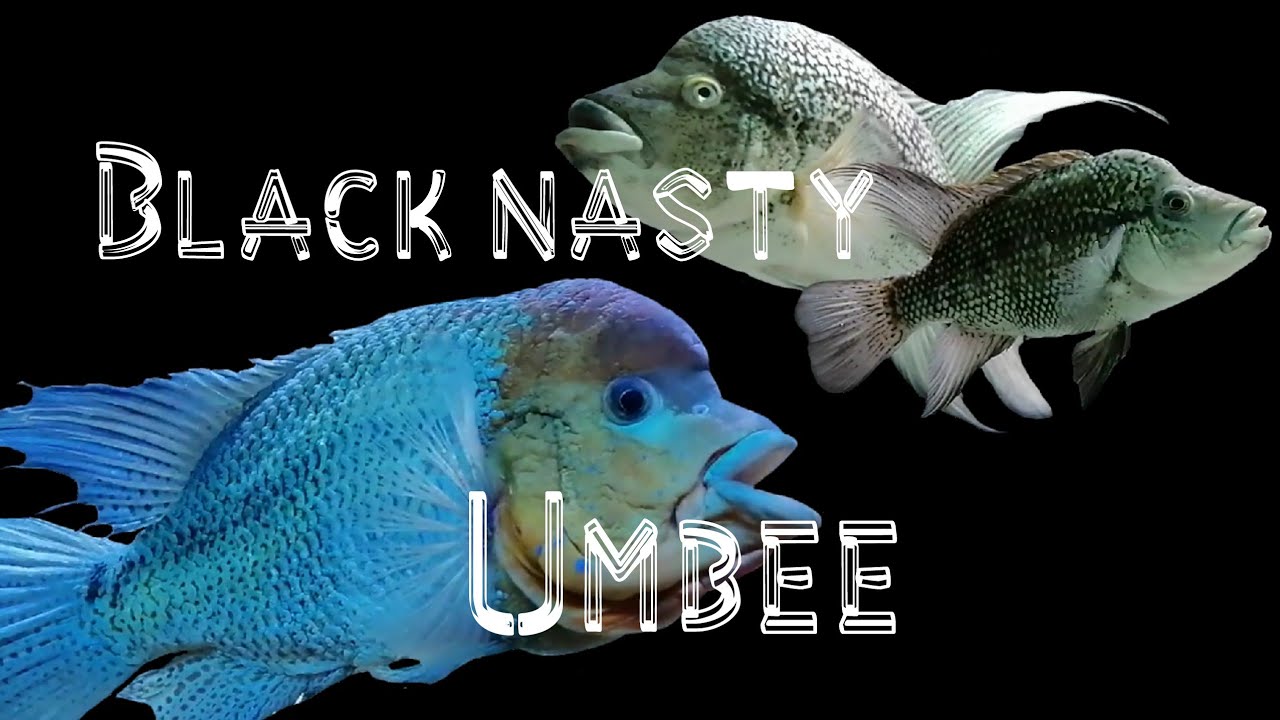 Black nasty, Haitiensis and Umbee cichlid.