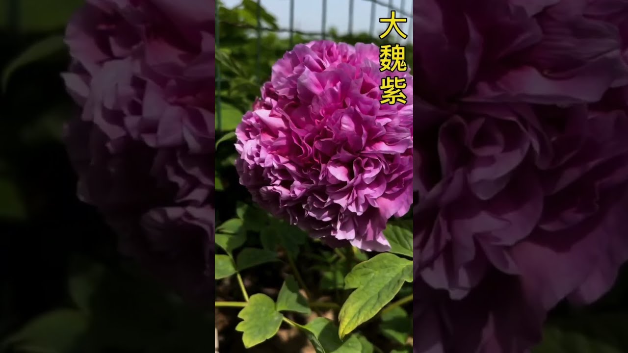 牡丹部分品种合集，个个都是那么精美，百看不厌