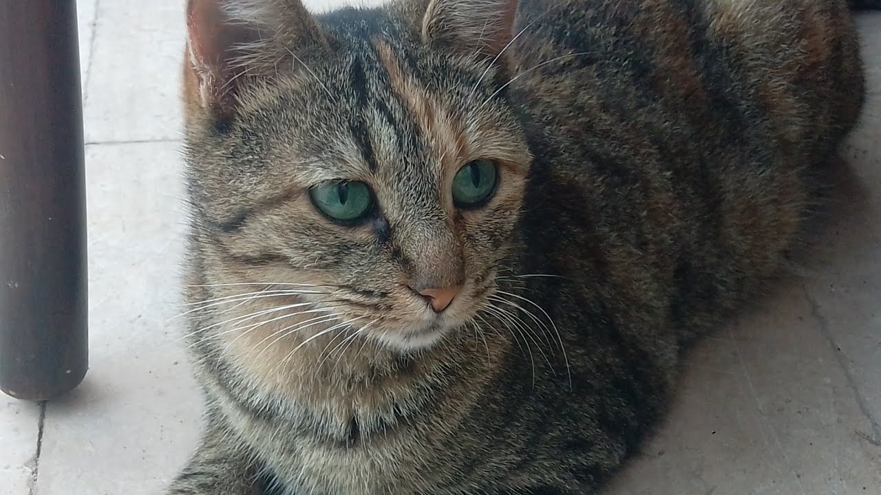Street cats are beautiful.