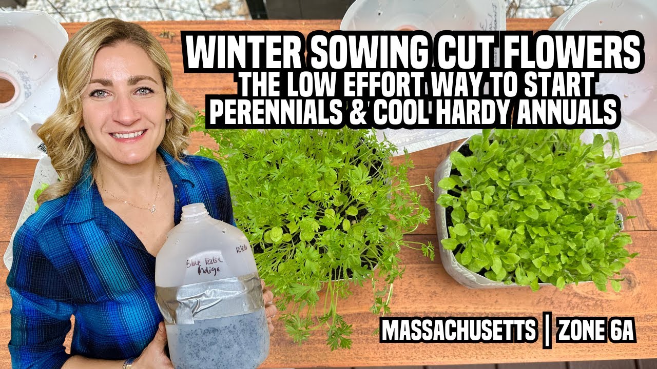 Winter Sowing Cut Flowers: The Low Effort Way to Start Perennials & Cool Hardy Annuals