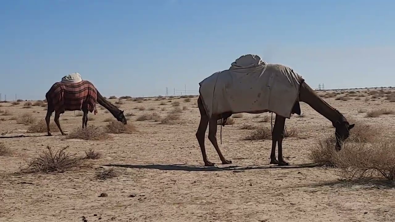 Camel in Saudi Arabia 