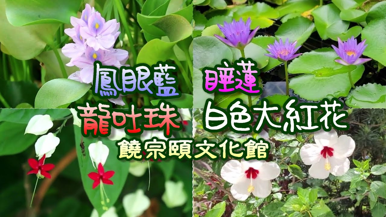 [輕輕鬆鬆，賞花遊蹤] 龍吐珠 | 鳳眼藍 | 睡蓮 | 白色大紅花 | 饒宗頤文化館 |  Bag Flower | Water Hyacinth | Jao Tsung-I Academy