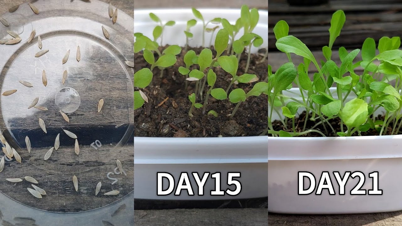 How to germinate lettuce seeds| Germinating lettuce seeds| Planting lettuce seeds