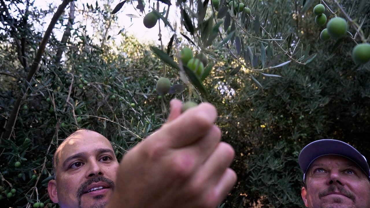 A California Tribe Branches into Olive Oil - America's Heartland