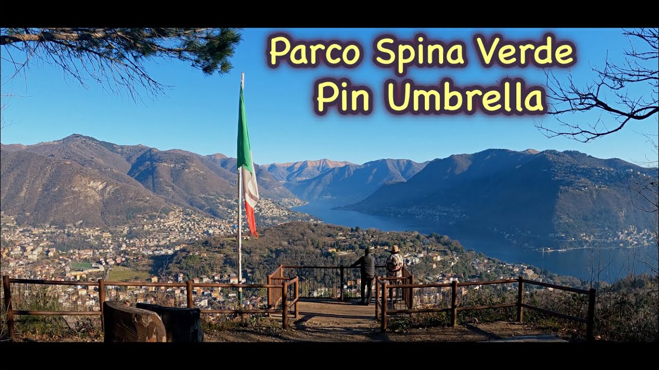 Pin Umbrella - Parco spina verde