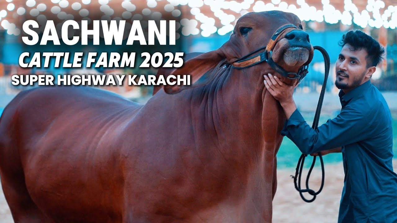 Sachwani Cattle Farm Super Highway 2025 | Most Beautiful Bulls of Karachi - Expedition Pakistan