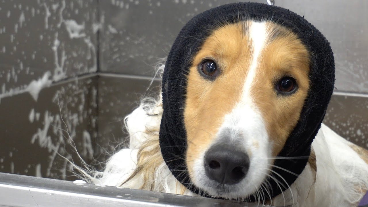 World famous heroic dog...scared of bathtub