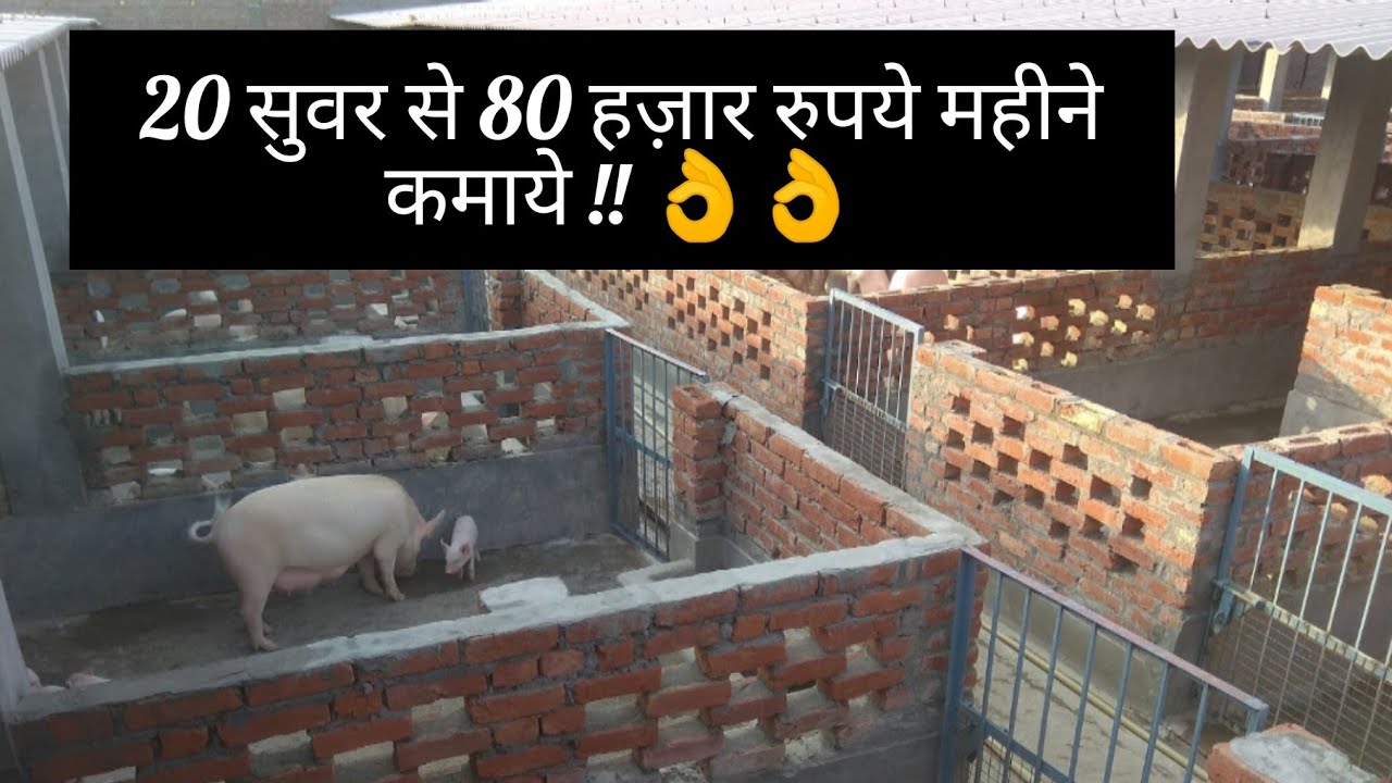 पिग फार्म शरू कर 80 हज़ार हर महीने कमाये || Pig Farming ||  Hello Kisaan