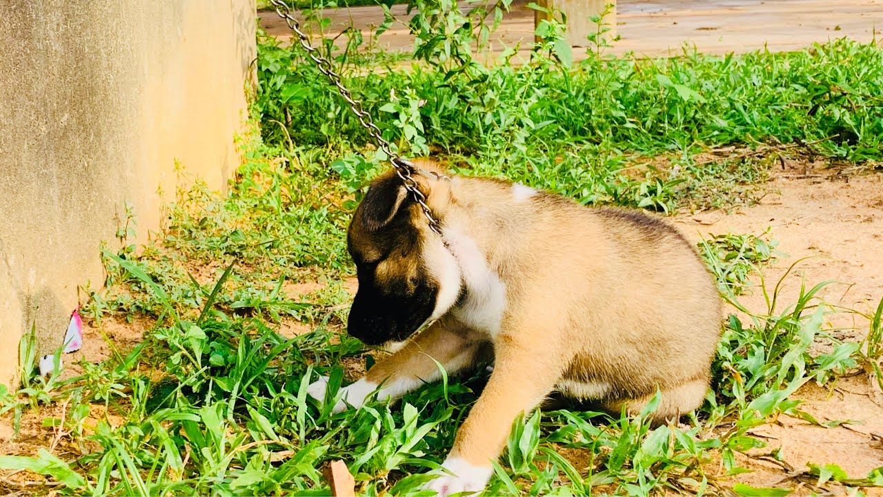 rescatar al cachorro |Aiuta il cucciolo|Rescue abandoned puppy tied cried out loud|@Animals Care