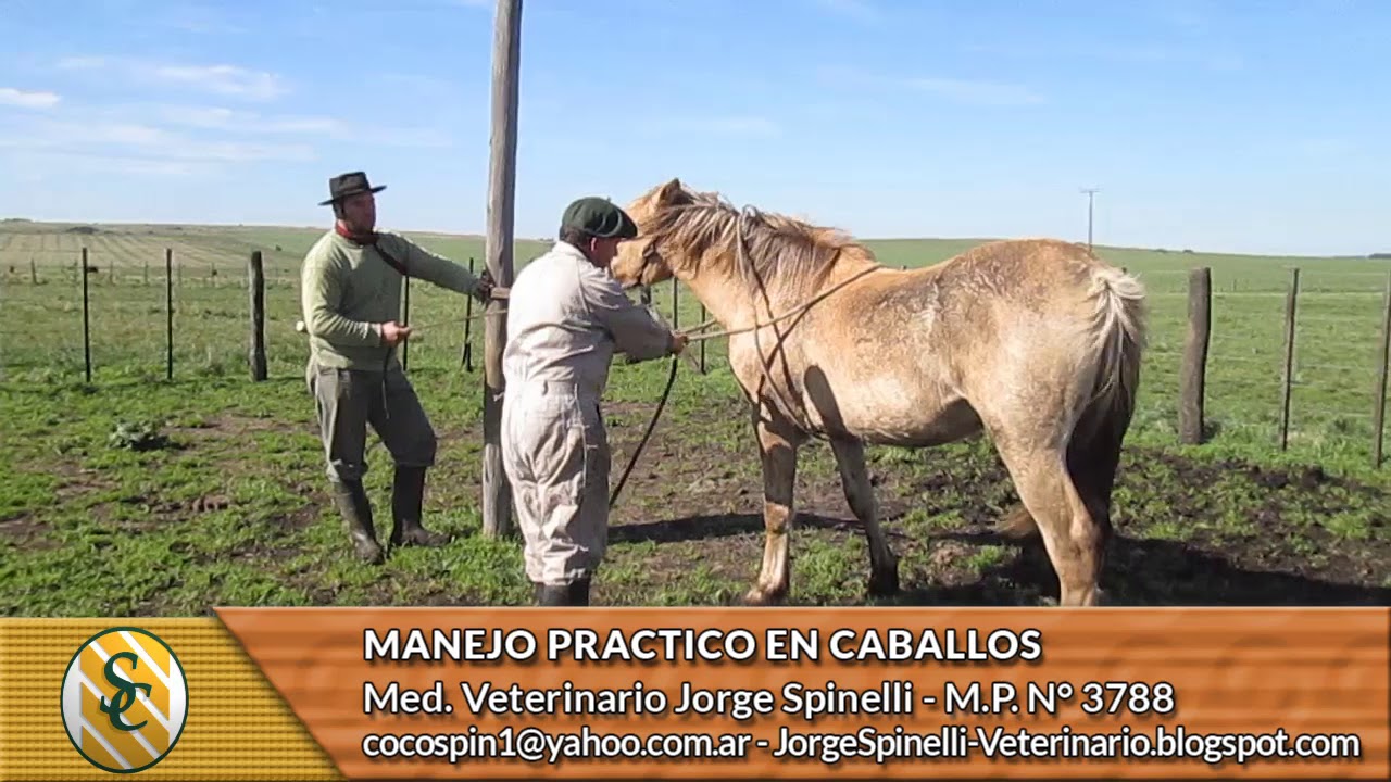 Dr.Jorge Spinelli - Manejo Práctico en Caballos