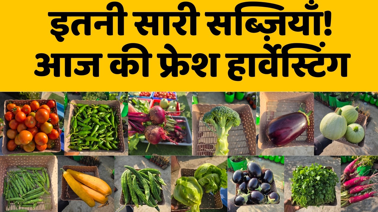 छत के गार्डन से जबरदस्त सब्ज़ियों की तोड़ाई! 😲 Huge Vegetables Harvesting In My Terrace Garden