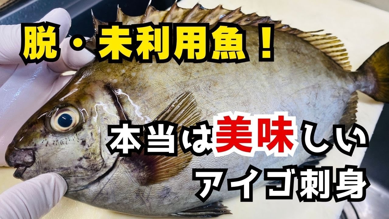【脱・未利用魚】本当は美味しいアイゴ刺身！