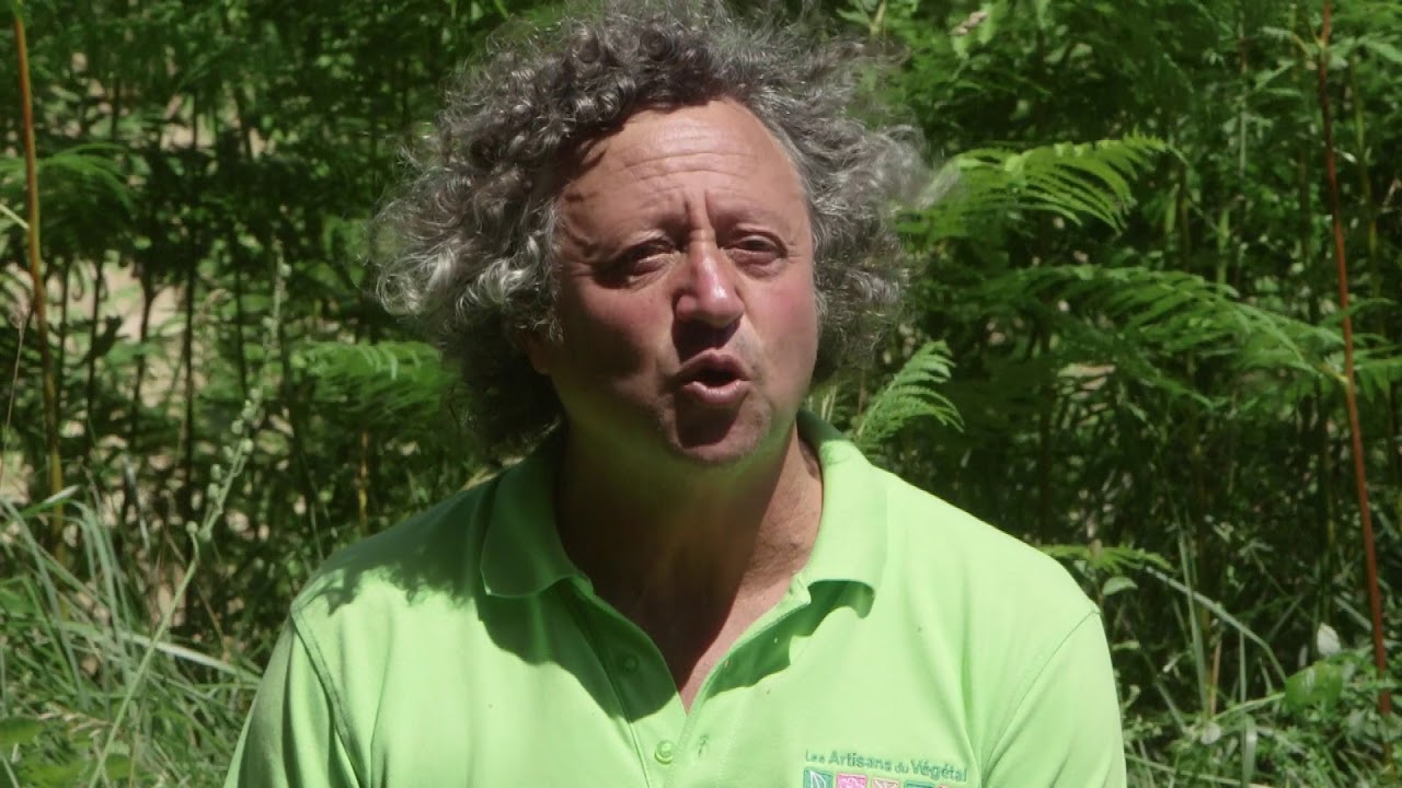 🍇 Soigner la vigne naturellement : lutter contre l’oïdium et le mildiou avec des extraits de plantes