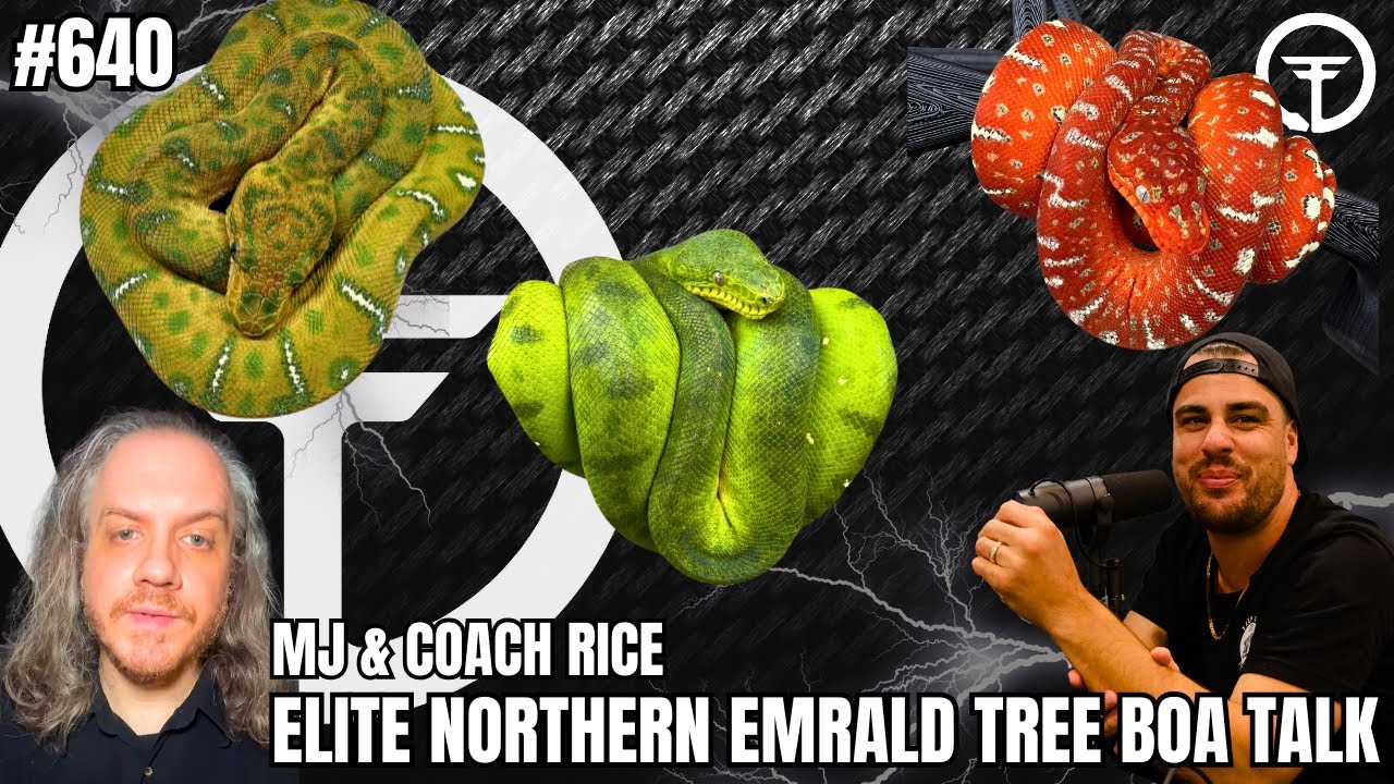 How To Successfully Breed & Produce Northern Emerald Tree Boas | Elite Trap Talk With MJ