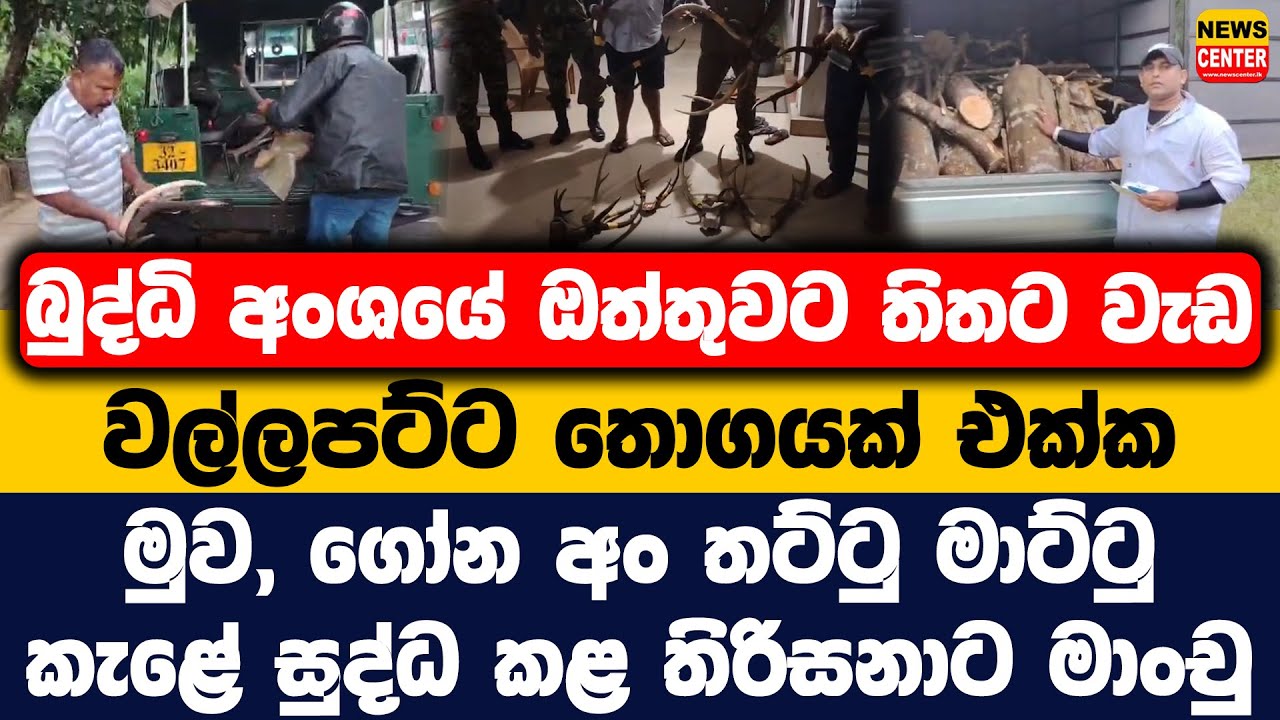 ඔත්තුවට තිතට වැඩ වල්ලපට්ට තොගයක් එක්ක මුව, ගෝන අං තට්ටු මාට්ටු | කැළේ සුද්ධ කළ තිරිසනාට මාංචු