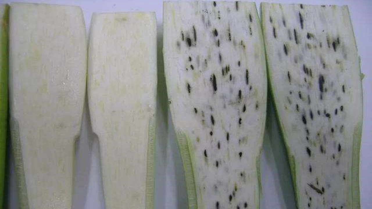 茭白上的