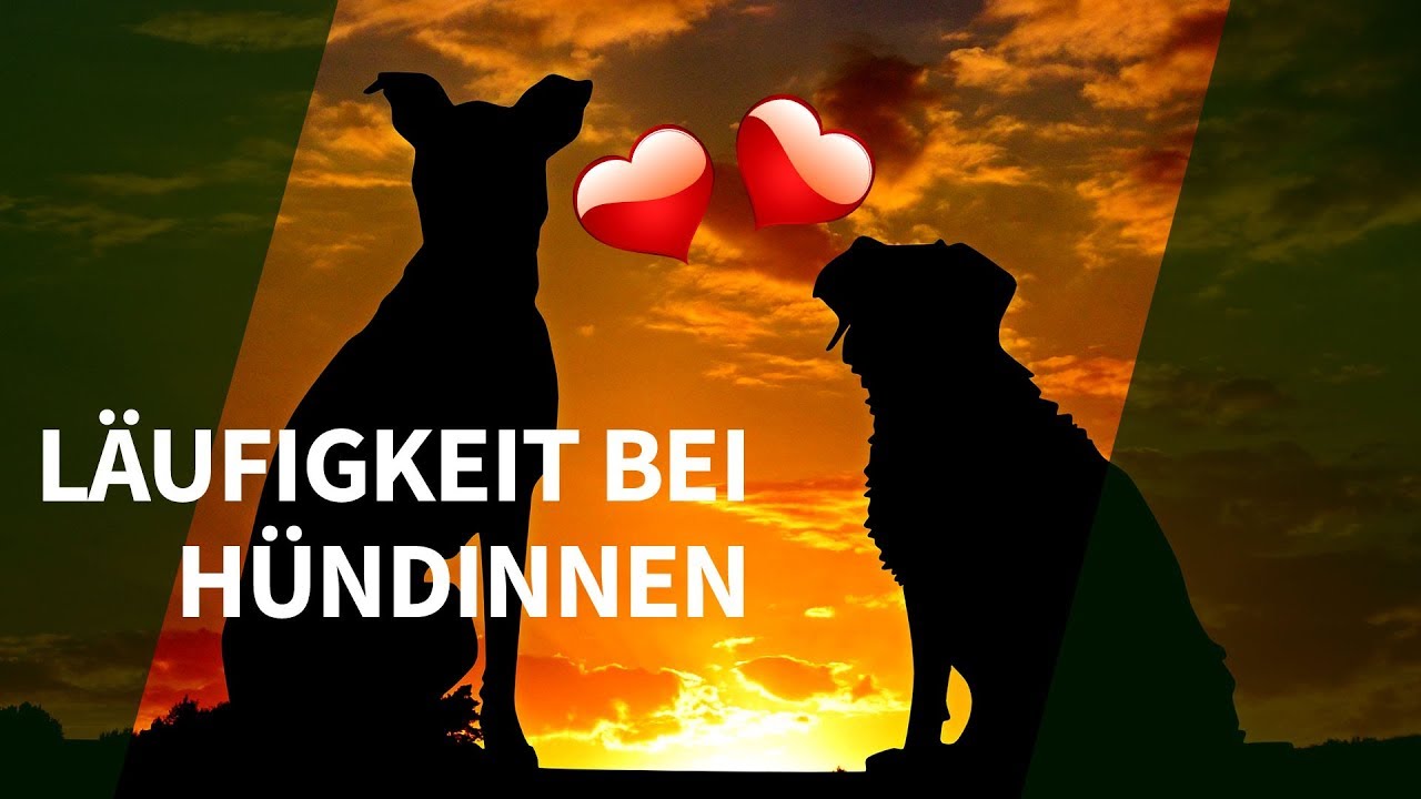 Läufigkeit bei Hündinnen ► Die wichtigsten Antworten zu Läufigkeit bei Hündinnen