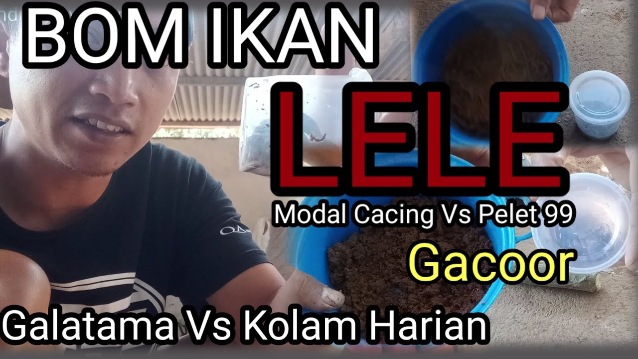 Bom ikan lele paling jitu/pengumpul ikan serba guna