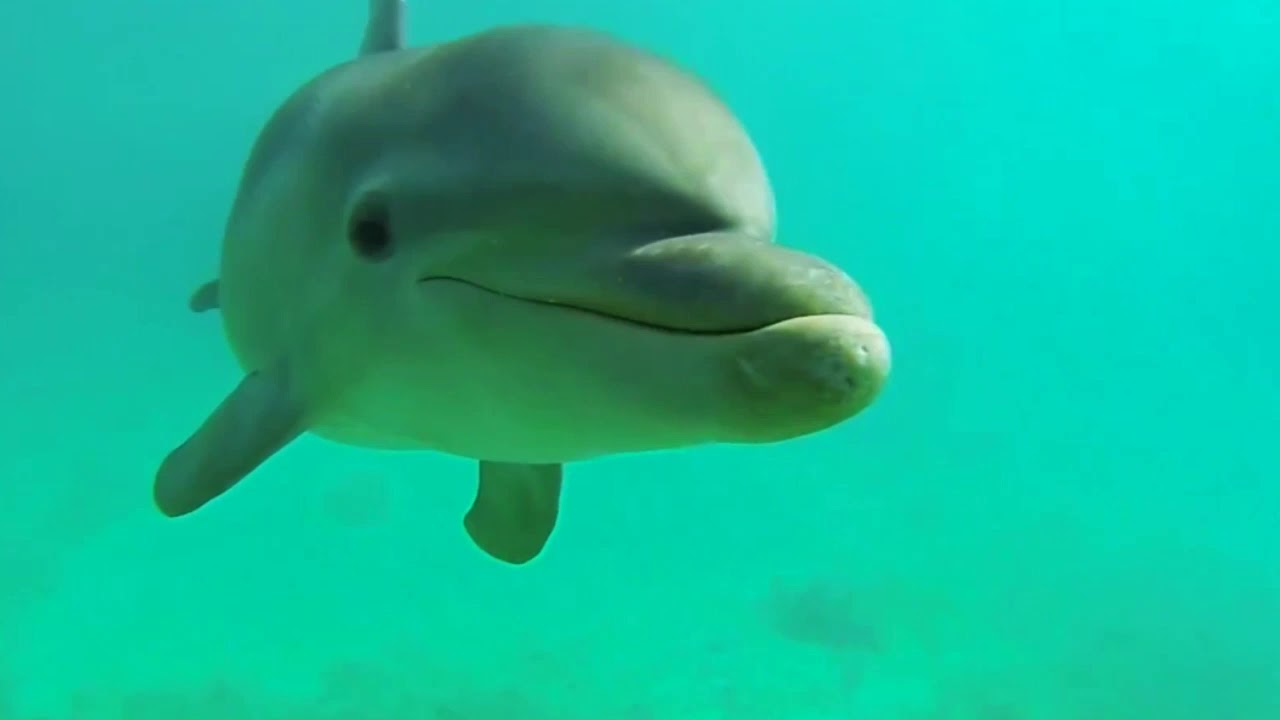 Wild Dolphins Swimming(HD)COPILATION_FULL-HD.