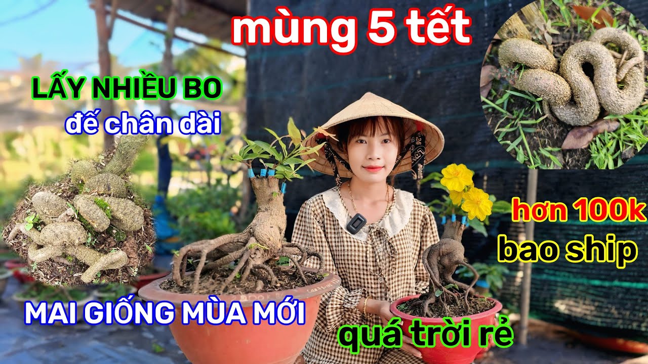 🌲21/2☎️Vườn mai Kim Nở☎️mai giống mùa mới🌲mai đôn🌲cô hàng lấy bo🌲vườn này siêu đế 