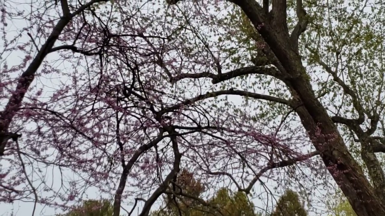 Silver Maples.. don't hate them.. it's the improper pruning to be hated