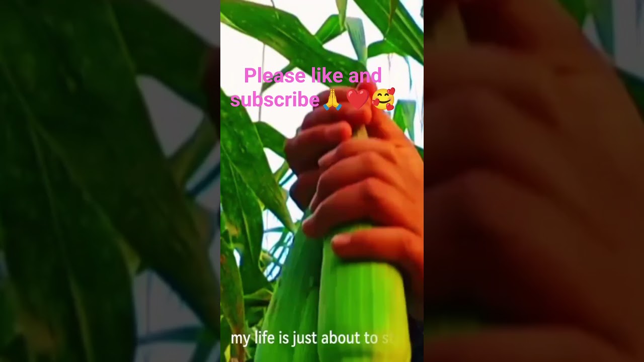 kakain Po ba kayo ng mais mga kababayan❤️🥰#nature