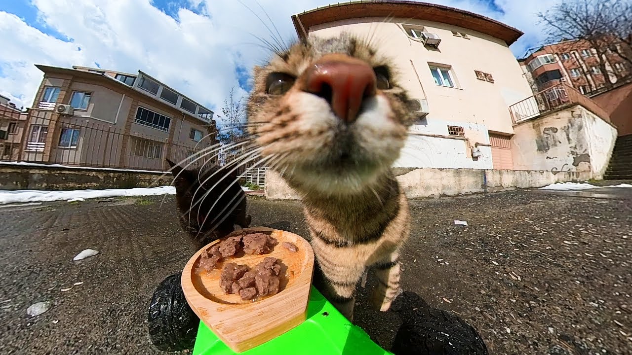 Stray Cats Reacts to Food Delivered by RC Car